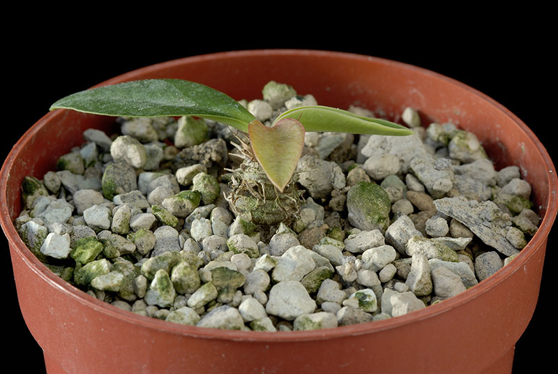 Euphorbia quartzicola Cm 1 € 16,00.jpg